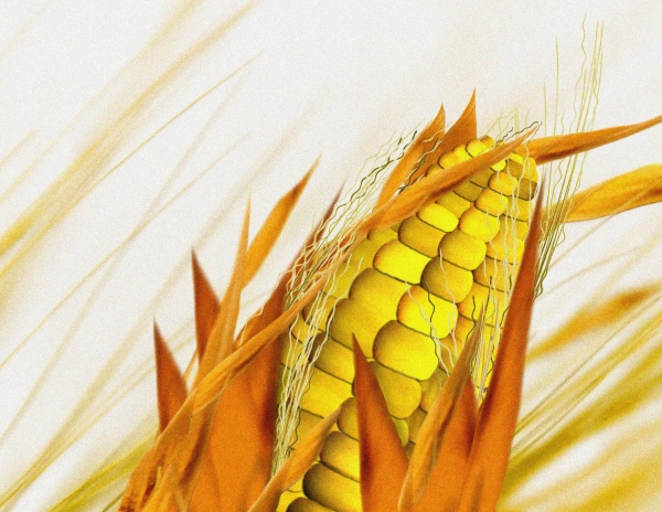 Creation of Wheat no more...: Step 5